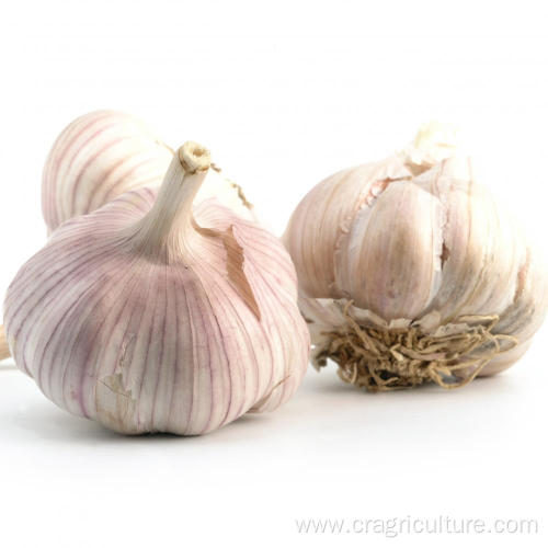 Wholesale Garlic Cultivars In Bulk